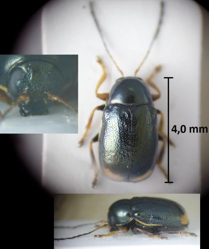 Réf. 213 610 : Cryptocephalus marginellus